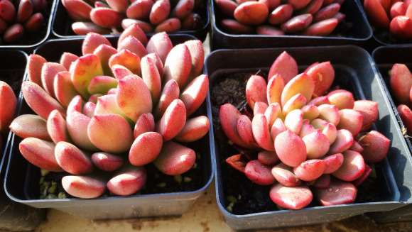 多肉露养一年前后的对比图