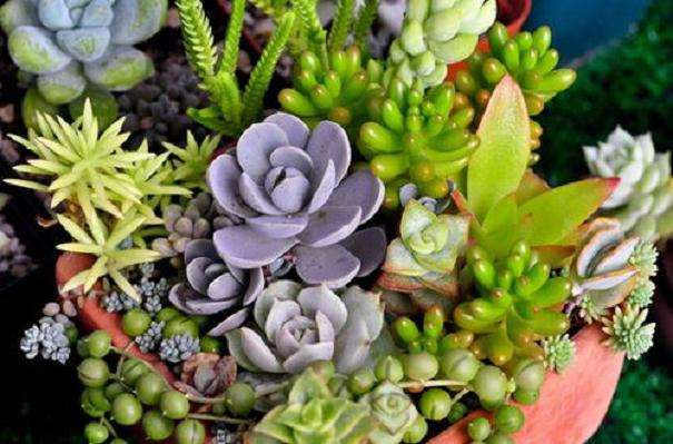 上海最大的多肉花盆市场在哪