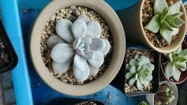 求上海多肉大棚的地址 在哪里