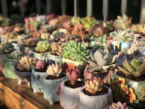 上海哪里有多肉寄养服务