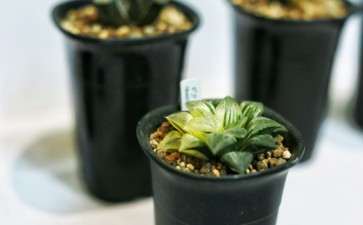 上海多肉展上的图片 看看 可以吗