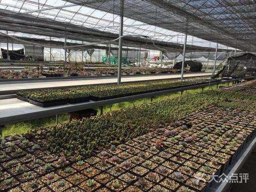 上海哪里有多肉大棚