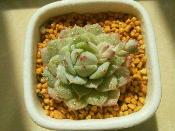 上海如何养云南多肉