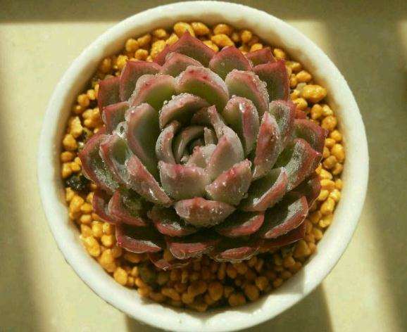 上海如何养云南多肉