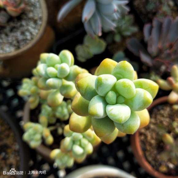 卖上海多肉 只自提 不上门 图片