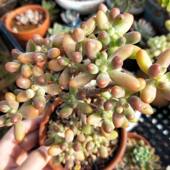 卖上海多肉 只自提 不上门 图片