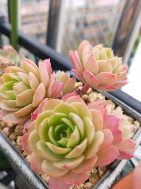 卖上海多肉 只自提 不上门 图片