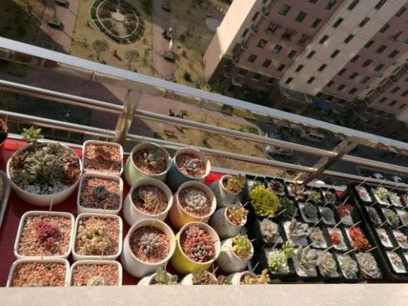 多肉露养两周 是晒伤 还是烟煤病