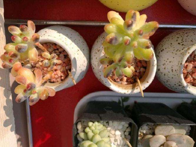 多肉露养两周 是晒伤 还是烟煤病