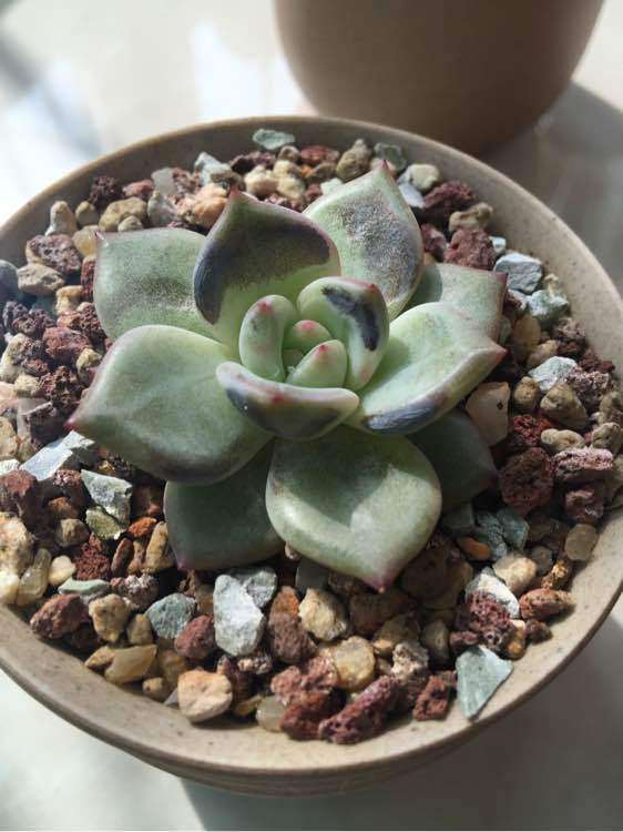 多肉露养两周 是晒伤 还是烟煤病