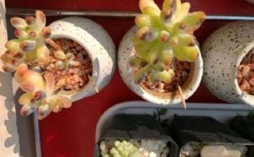 多肉露养两周 是晒伤 还是烟煤病