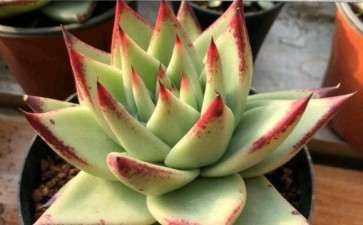 特别漂亮的大颗多肉 可以吗 看图片