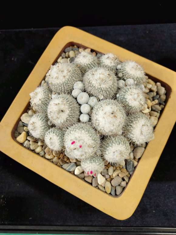 2020 上海多肉展览 怎么样 图片