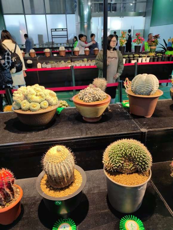 2020 上海多肉展览 怎么样 图片