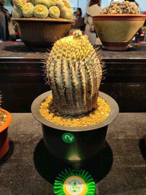 2020 上海多肉展览 怎么样 图片