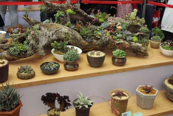 上海不可思议多肉展