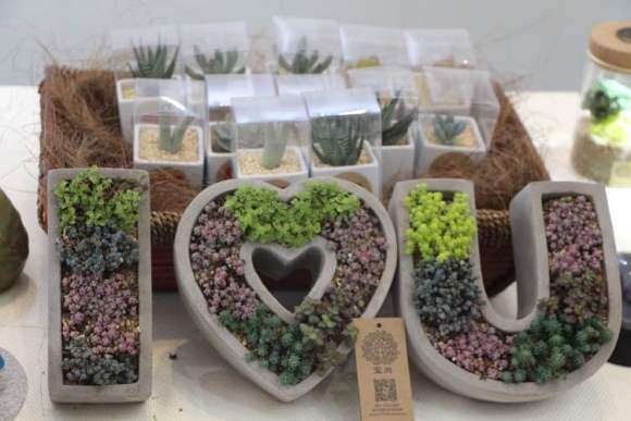 上海不可思议多肉展