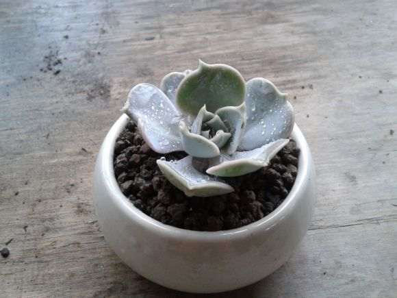 求上海南汇多肉种植大棚的地址