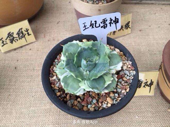 上海夏天多肉该怎么度夏