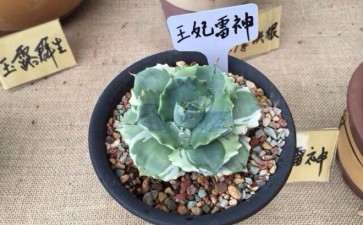 上海夏天多肉该怎么度夏