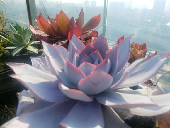 上海冬天多肉露养 今天收屋里了