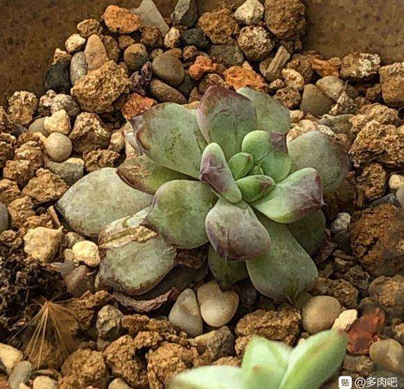 为什么上海不适合养景天多肉