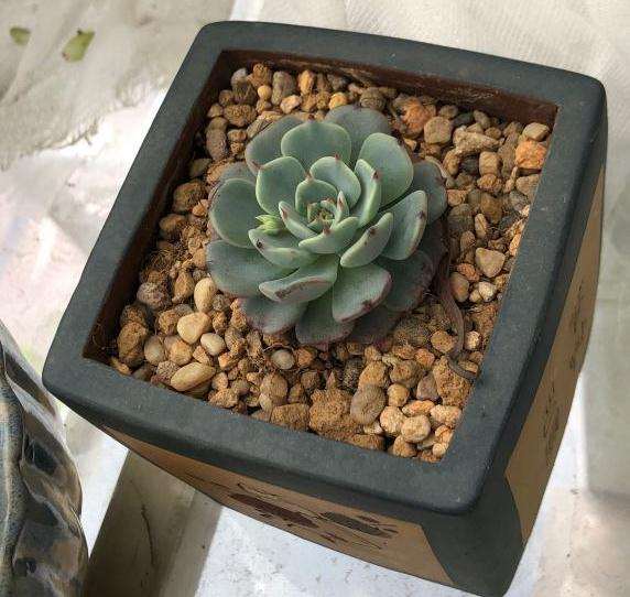 为什么上海不适合养景天多肉