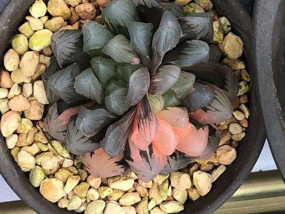 上海多肉展 哪盆好看