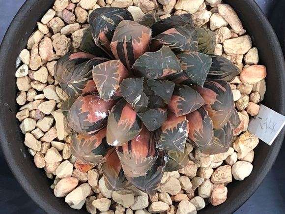 上海多肉展 哪盆好看