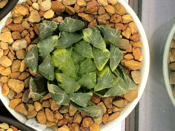 上海多肉展 哪盆好看