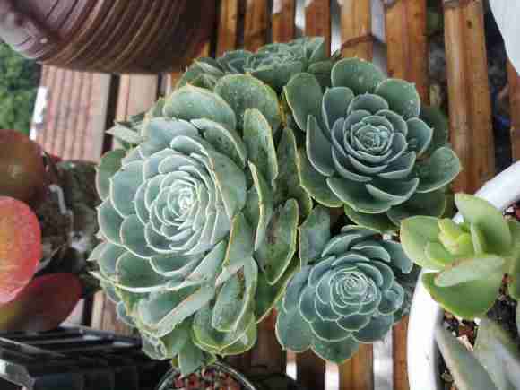 不遮阳 佛系养多肉