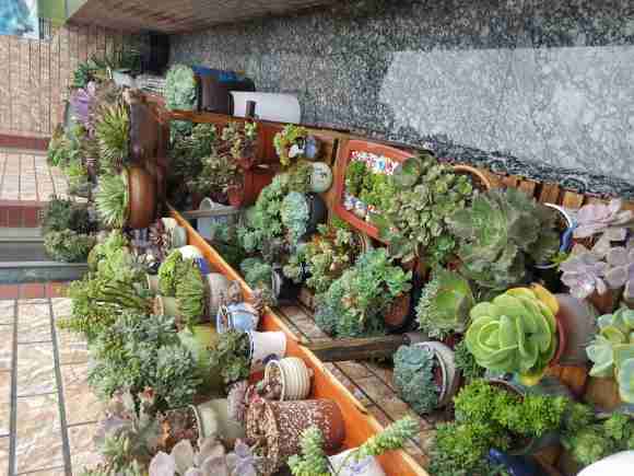 不遮阳 佛系养多肉