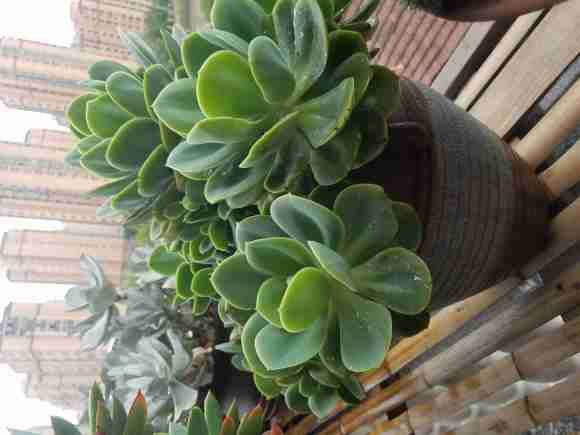 不遮阳 佛系养多肉