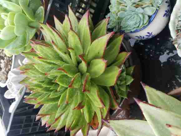 不遮阳 佛系养多肉