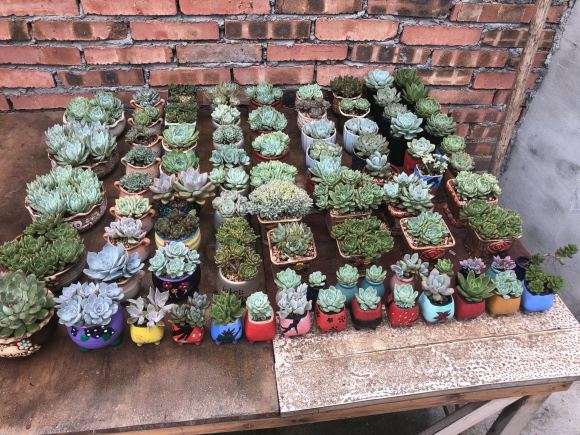 不遮阳 佛系养多肉 现在菜色一片 图片