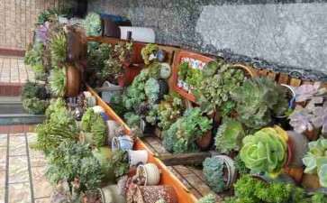 不遮阳 佛系养多肉 现在菜色一片 图片