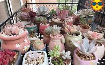 多肉如何遮阳的4个方法 可以吗