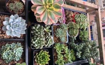 雨水太多了 我露养几盆多肉都化水了