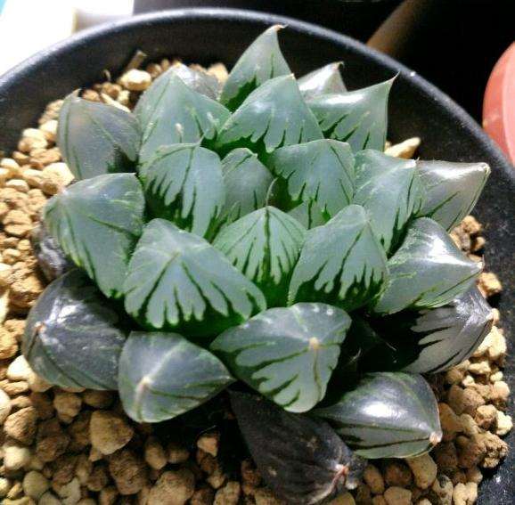 上海万象花卉杯多肉展