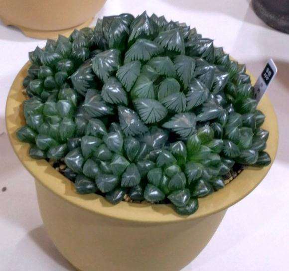 上海万象花卉杯多肉展