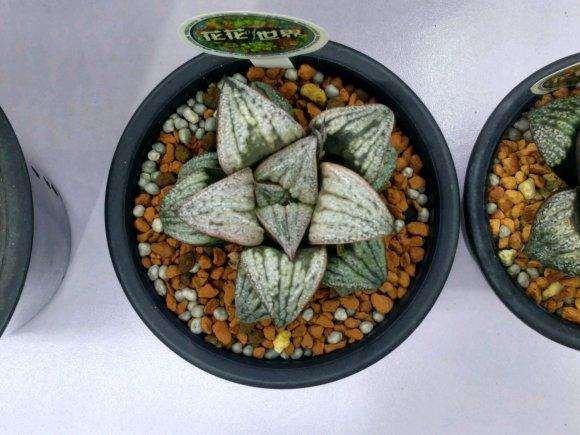 上海万象花卉杯多肉展