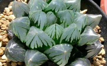 2018上海万象花卉杯多肉展