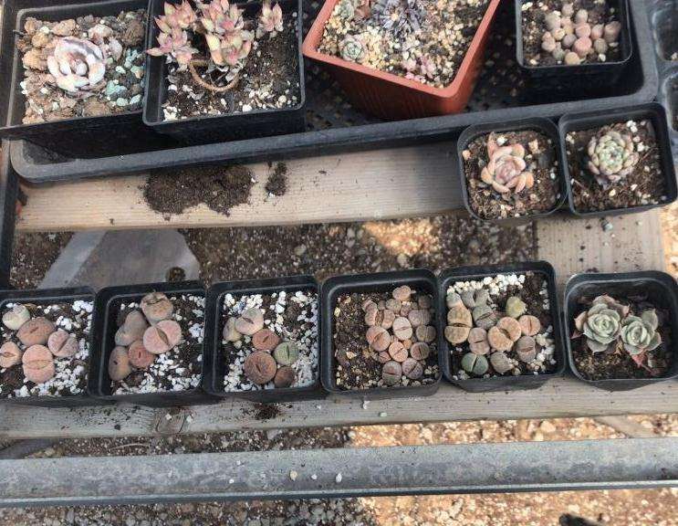 为什么上海宝山又一个多肉大棚要拆了