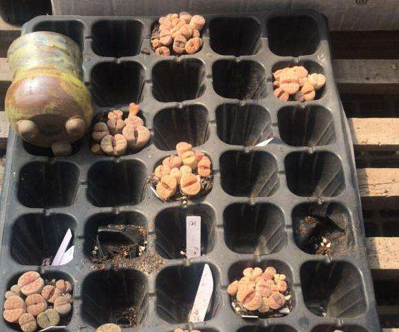 为什么上海宝山又一个多肉大棚要拆了