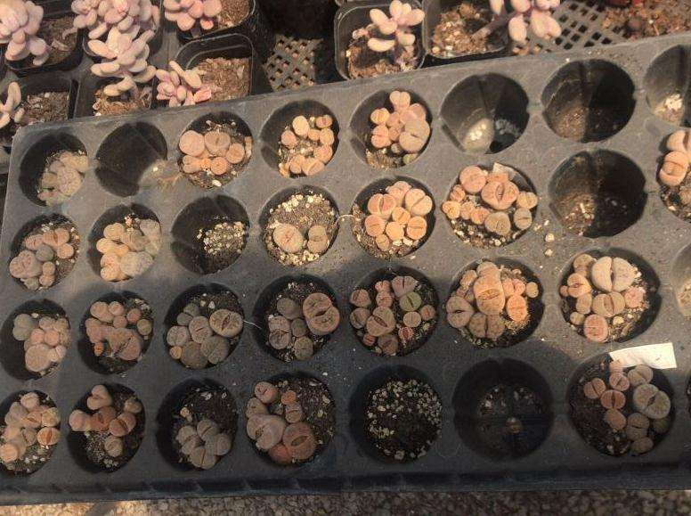 为什么上海宝山又一个多肉大棚要拆了