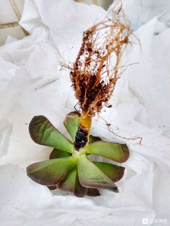 多肉黑店 你也敢买