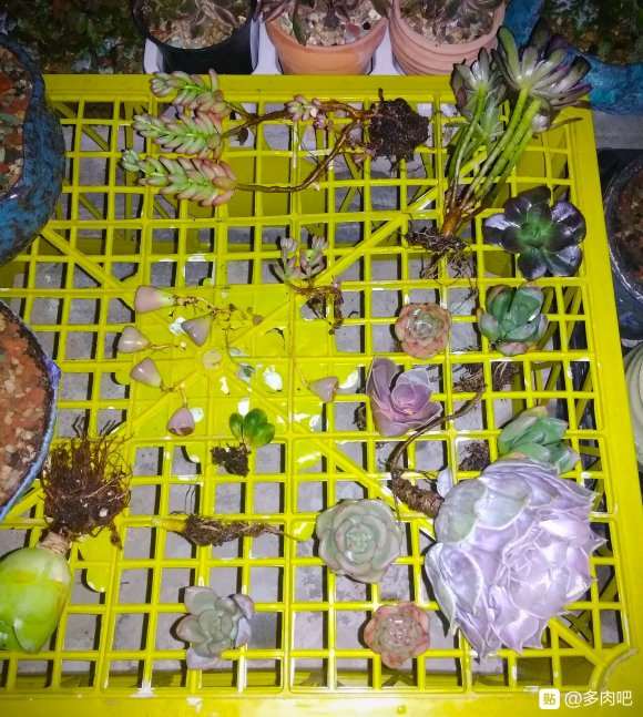 多肉黑店 你也敢买