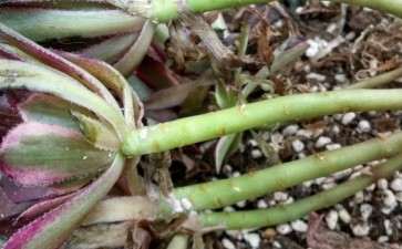 多肉黑店 你也敢买 不怕死 看图片