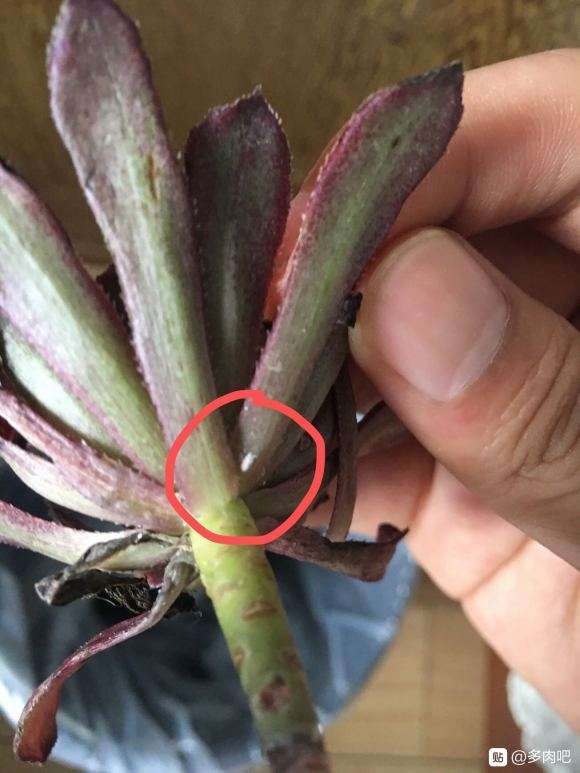 为什么你们只有红覆轮多肉有介壳虫