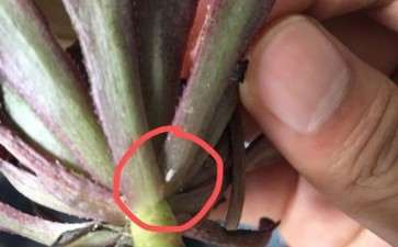 为什么你们只有红覆轮多肉有介壳虫